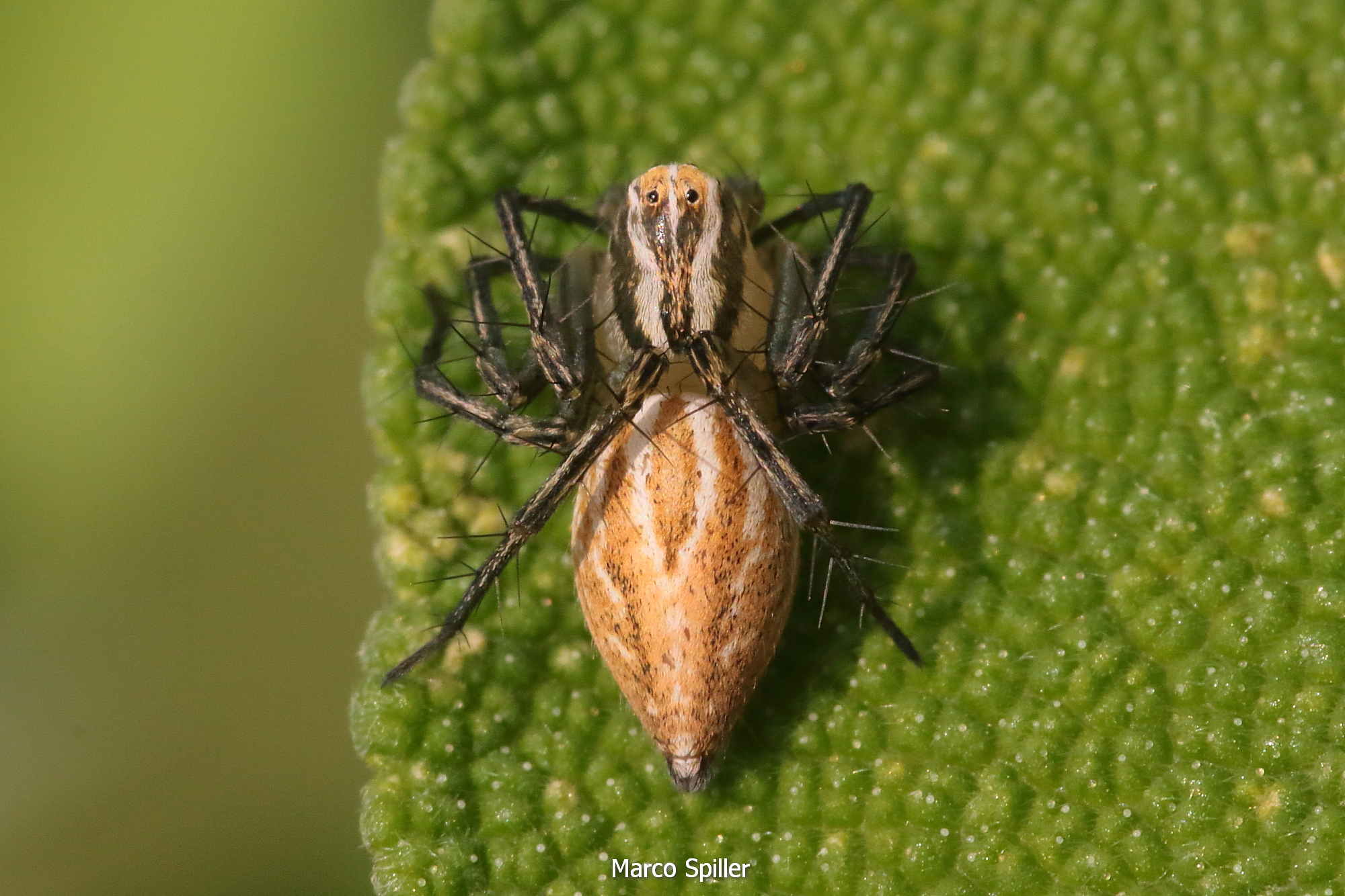 Oxyopes lineatus